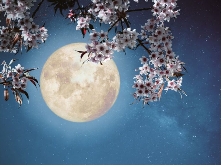 Cherry blossoms on moon