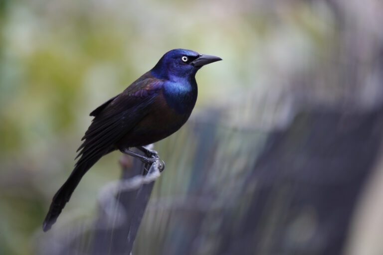 Common Grackle (Quiscalus quiscula stonei), Purple subspecies, male sitting on a fence in the Ramble of New York's Central Park.