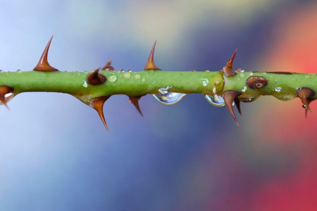 Thorn branch with a drop of water