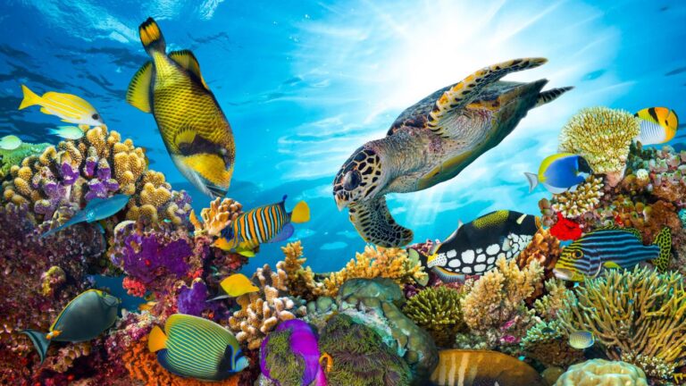 Bright fish and a turtle in the Maldives sea