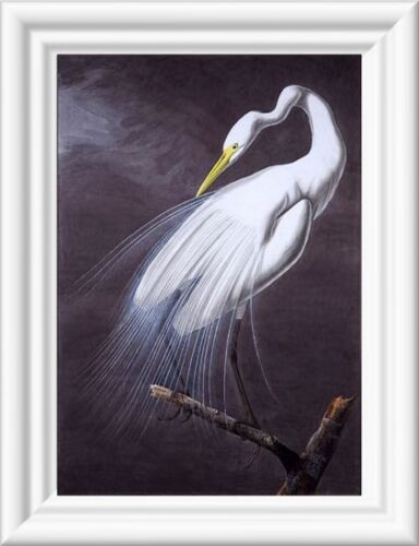 John James Audubon's painting of an Egret