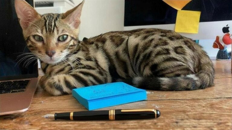 Enzo and striped pen