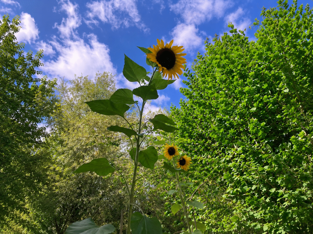 three sunflowers in a garden along the oxford canal